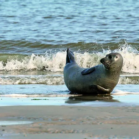 Hébergement de vacances Gud Jard Nr 06 - Design-ferienhaus Mit Exklusiver Ausstattung